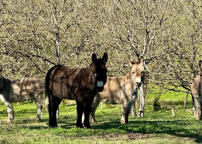 Douceur D Eau De Charme Avec Piscine Couverte Chauffée 28 Degré Padirac Rocamadour
